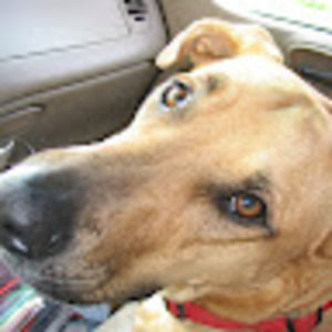 Meet your Posher, Sam